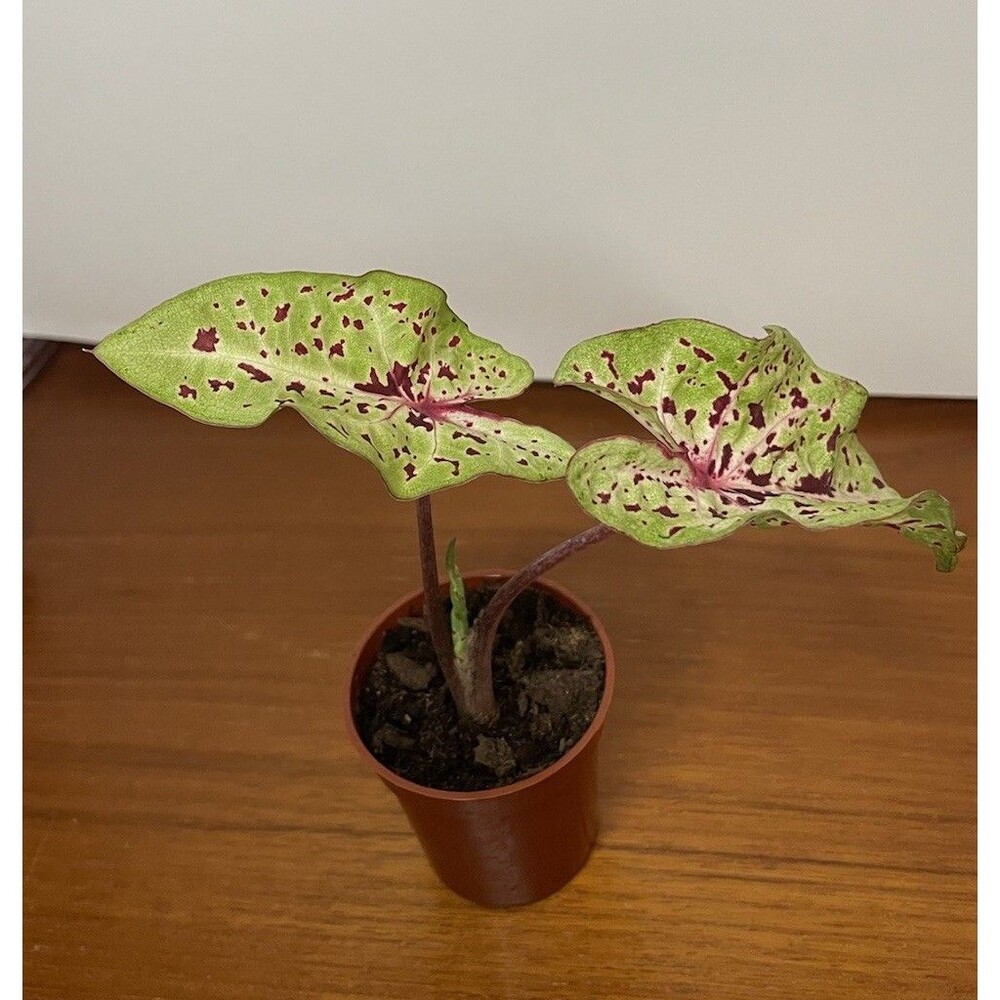 Caladium Miss Muffet Live Plant Dwarf Variety in 2 Inch Pot